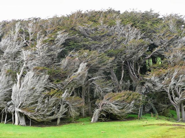 Los despeinados árboles de Slope Point
