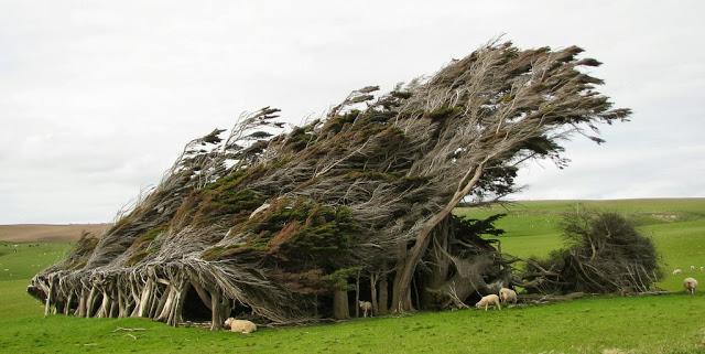 Los despeinados árboles de Slope Point