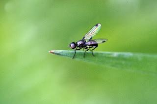 Para ampliar Sepsis sp. (Fallén, 1810) hacer clic