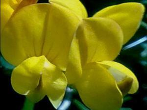 COLORES DE LA NATURALEZA 011 megustaelmedionatural