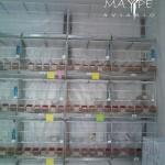 aviario-maype-canarios-canaricultura-cria-de-canarios-venta-de-canarios (10)