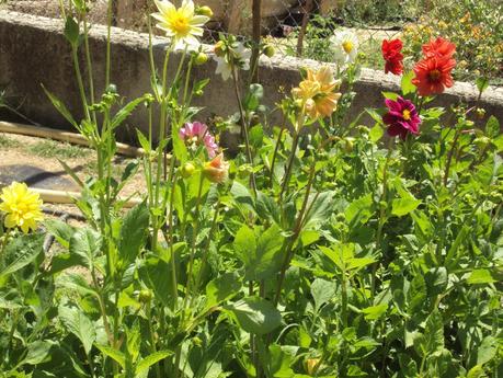 LA DISTRIBUCIÓN DEL HUERTO