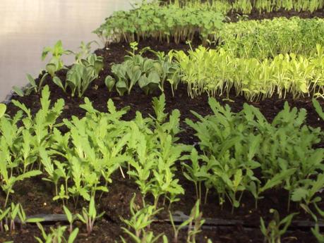 LA DISTRIBUCIÓN DEL HUERTO