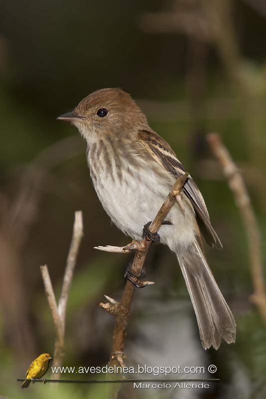 Mosqueta estriada (Bran-colored Flycatcher) Myiophobus fasciatus