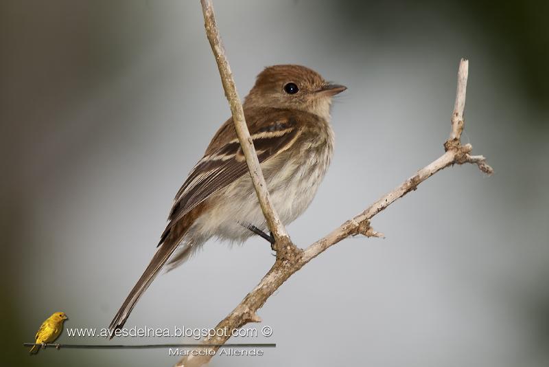 Mosqueta estriada (Bran-colored Flycatcher) Myiophobus fasciatus