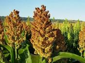 Utilidad evolutiva ruta metabólica para plantas