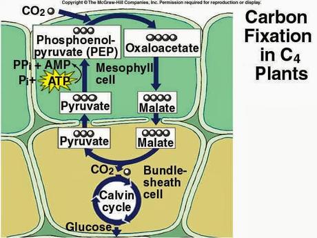 El camino del carbono en una planta C4