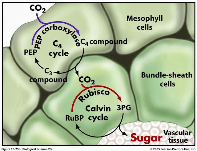 Fijación de carbono en las plantas C4