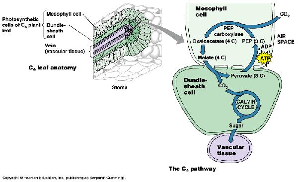 Fijación de carbono en las plantas C4