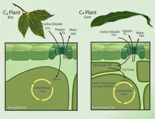 Fijación de carbono en las plantas C4