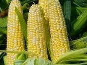 Descubrimiento caña azúcar ciclo plantas