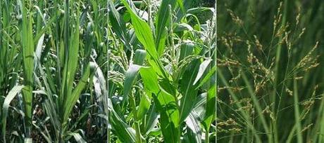 Síntesis de carbohidratos y fijación de carbono en las plantas C4