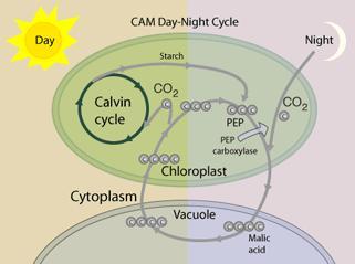 malic acid cam plants malic acid cam plants