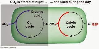 Síntesis de carbohidratos en las plantas CAM