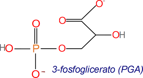Síntesis de carbohidratos en las plantas C3
