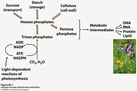 Síntesis de carbohidratos en las plantas C3