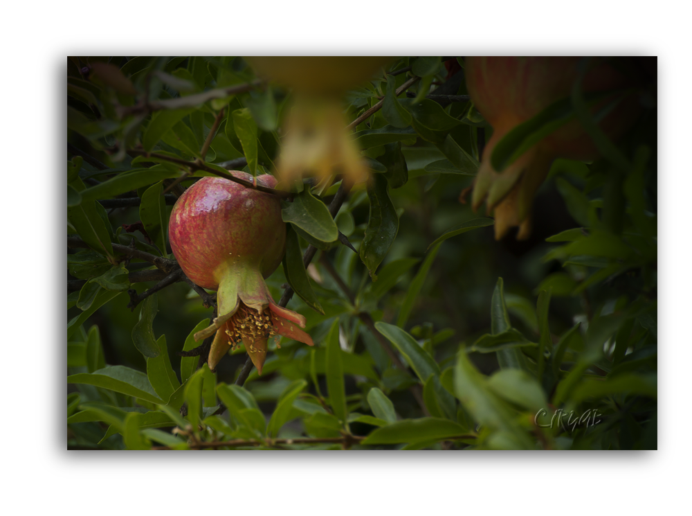 Jardines de la Agricultura -Los Patos-