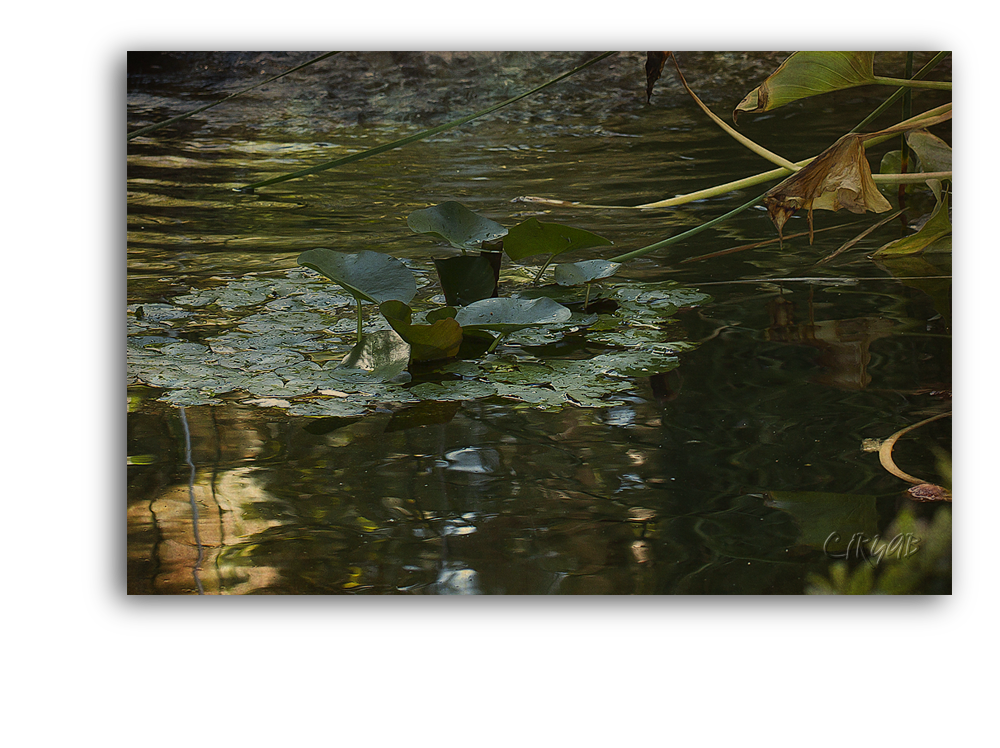 Jardines de la Agricultura -Los Patos-