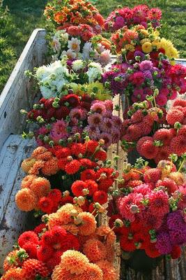 Feliz inicio de Otoño