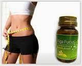 alga fucus