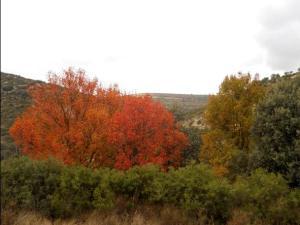 OTOÑO 01 megustaelmedionatural