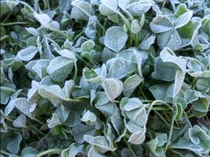 PRIMERAS HELADAS megustaelmedionatural