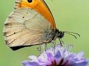 Maniola jurtina (Linnaeus, 1758) Loba