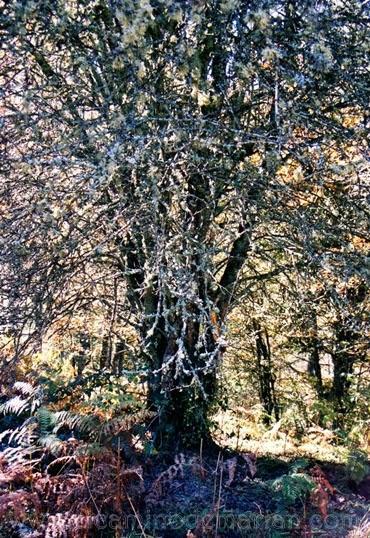 Espino albar. Ruta de los sentidos. Irati. Navarra. 