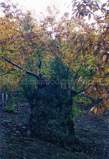 Castaño en Lás Médulas. León. 