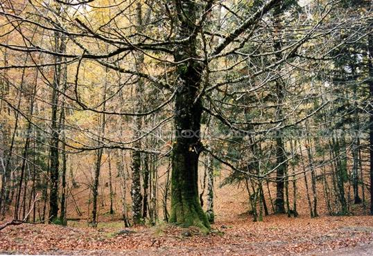 Hayedo de Belagua. Navarra. 