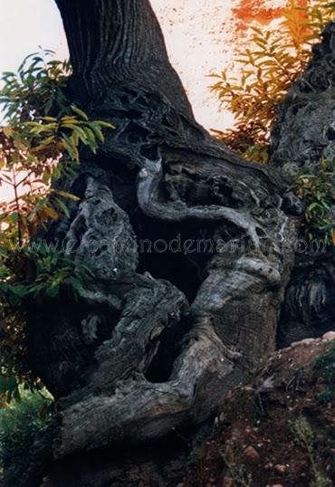 Raíz de castaño. Muniellos. Asturias. 