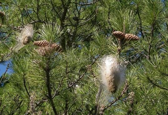 Procesionaria en bosque mediterráneo. 