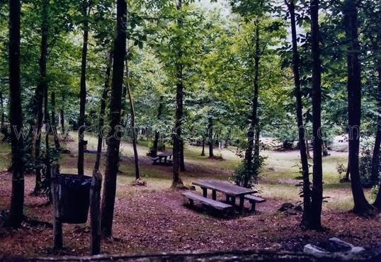 El lenguaje de la naturaleza, los árboles durante el otoño