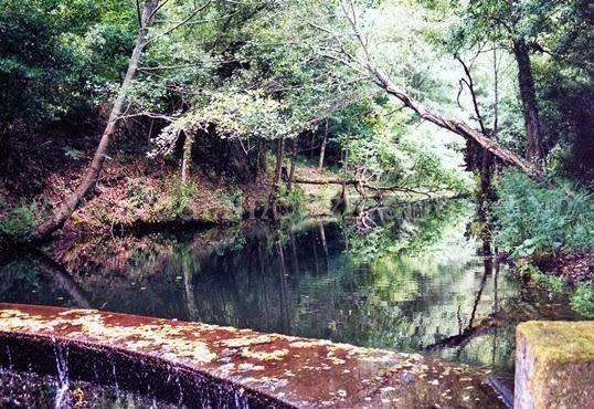 Bosque de ribera. Mazonovo. Taramundi. Asturias. 