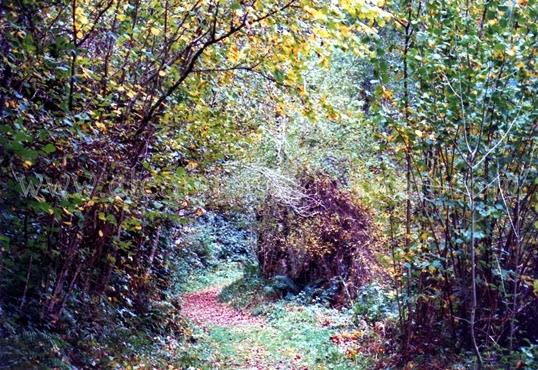 Sendero en Muniellos. Asturias. 