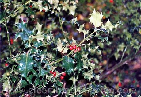 El lenguaje de la naturaleza, los árboles durante el otoño Acebo. Ruta del Alba. Asturias.