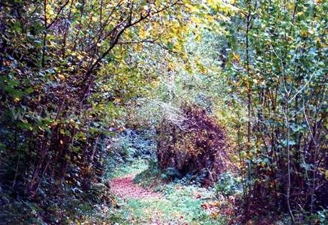 Sendero en Muniellos. Asturias. 