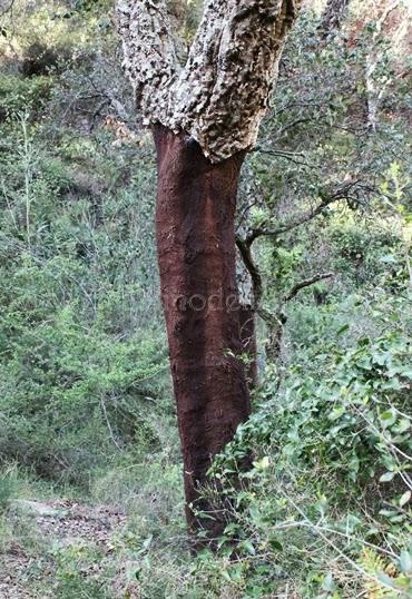 Alcornoque. Sierra de Espadán. Castellón. 