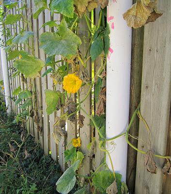 Pasaje entre las calles Dundurn y Locke, Hamilton, ON, Canadá
