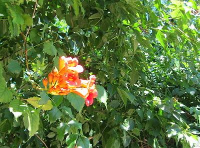 Pasaje entre las calles Dundurn y Locke, Hamilton, ON, Canadá