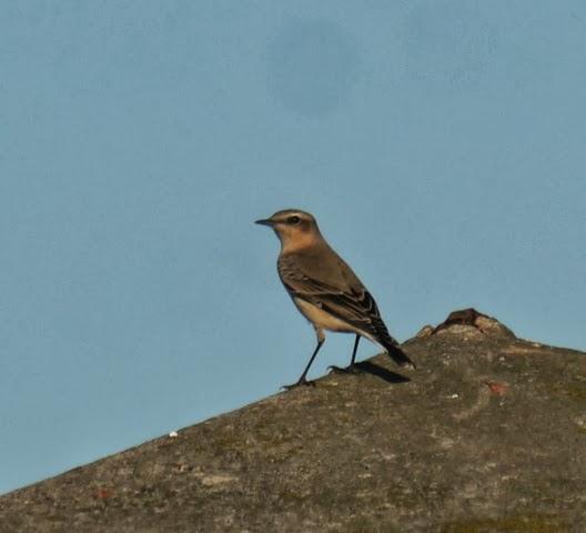 Grupito de collalbas