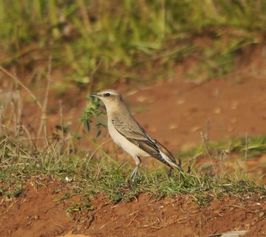 Grupito de collalbas