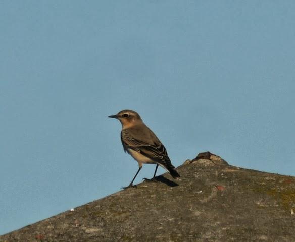 Grupito de collalbas