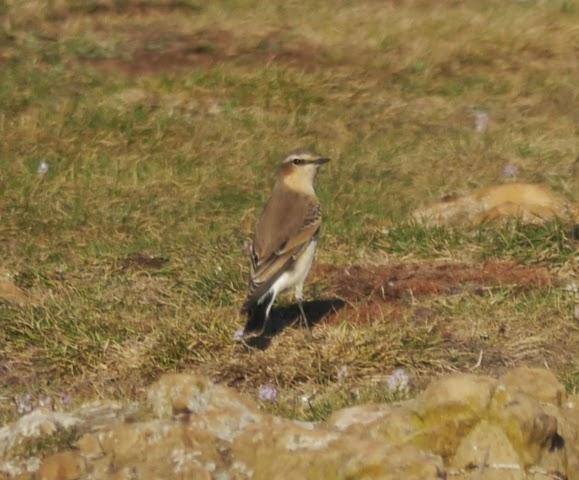 Grupito de collalbas