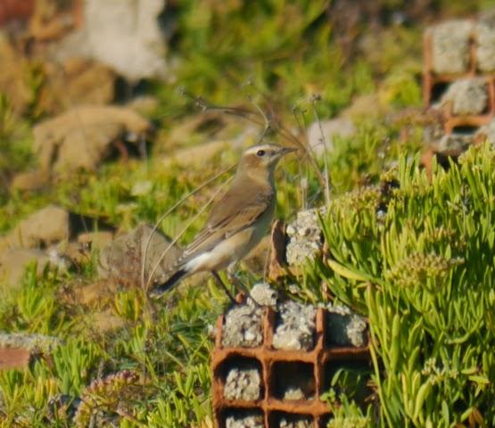 Grupito de collalbas