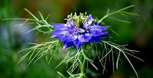 Aceite de Nigella Sativa-propiedades y usos