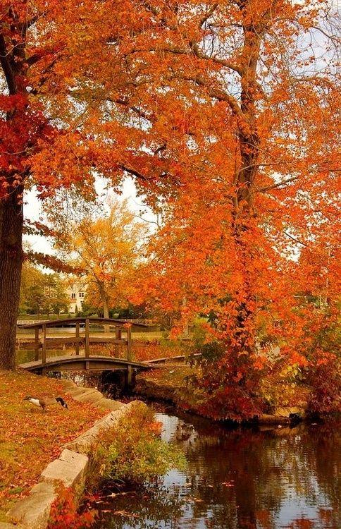 COLORES DE OTOÑO