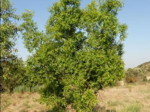 ZIZIPUS ZIZYPUS megustaelmedionatural