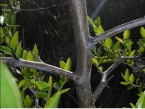 ZIZIPUS ZIZYPUS 01 megustaelmedionatural