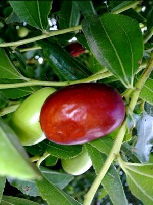 ZIZIPUS ZIZYPUS 04 megustaelmedionatural